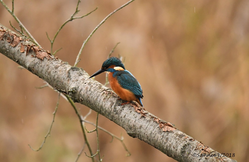 Eisvogel