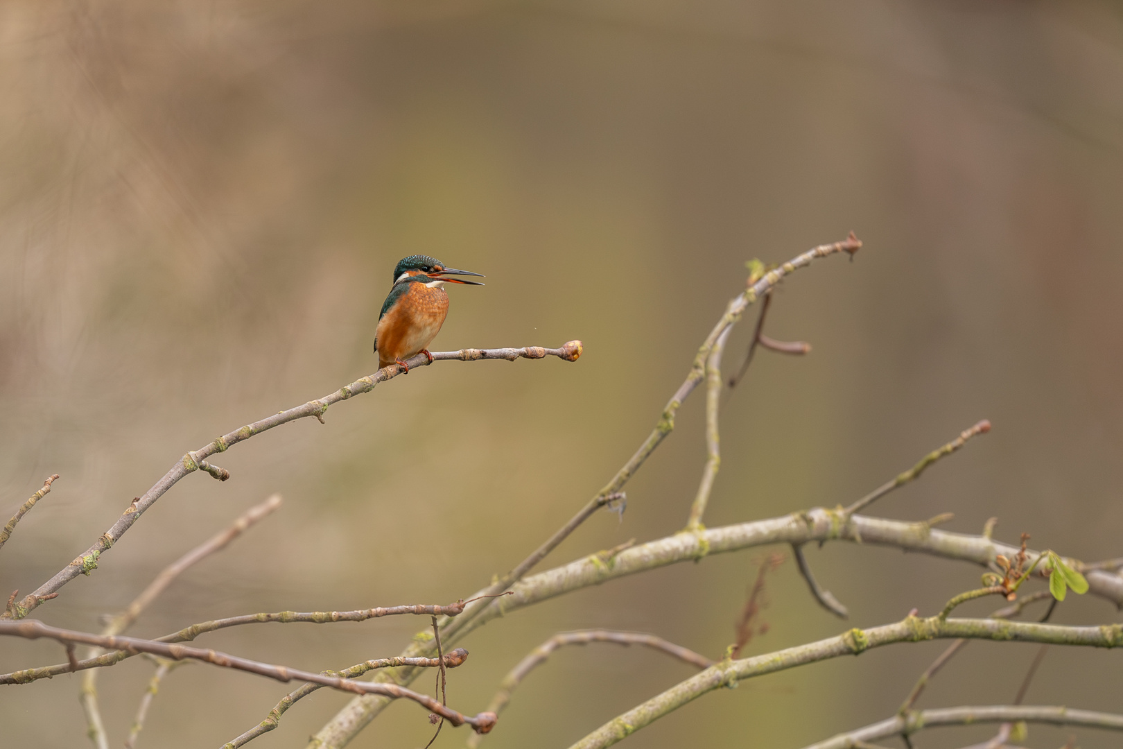 Eisvogel