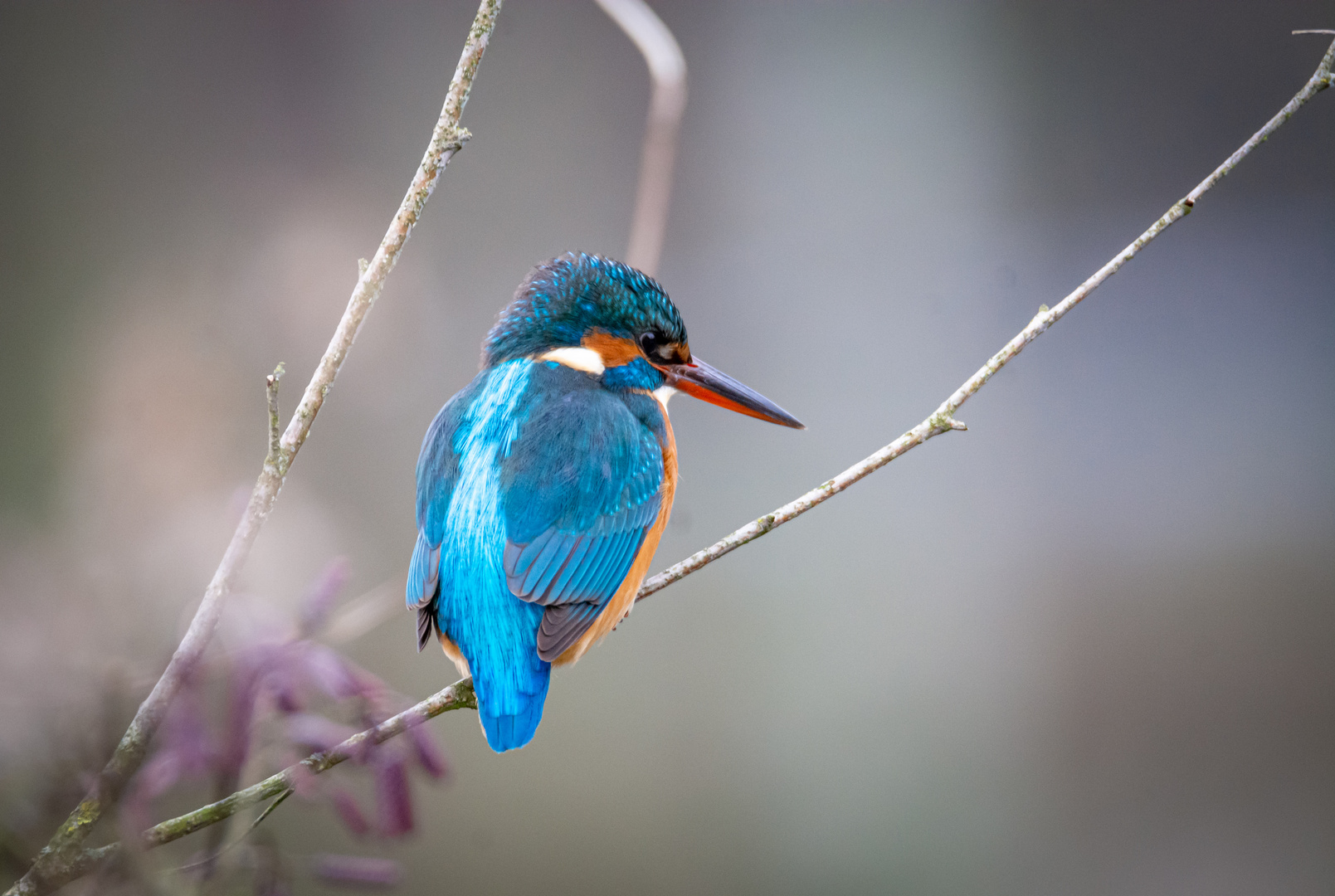 Eisvogel