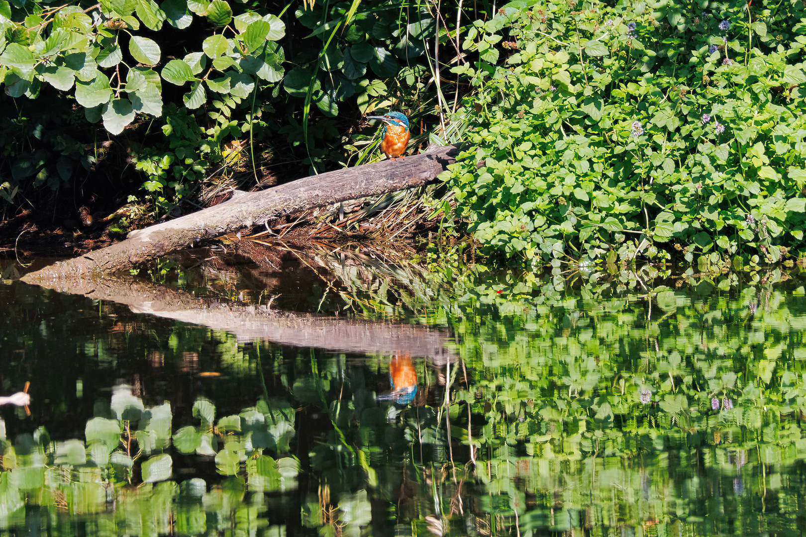 Eisvogel