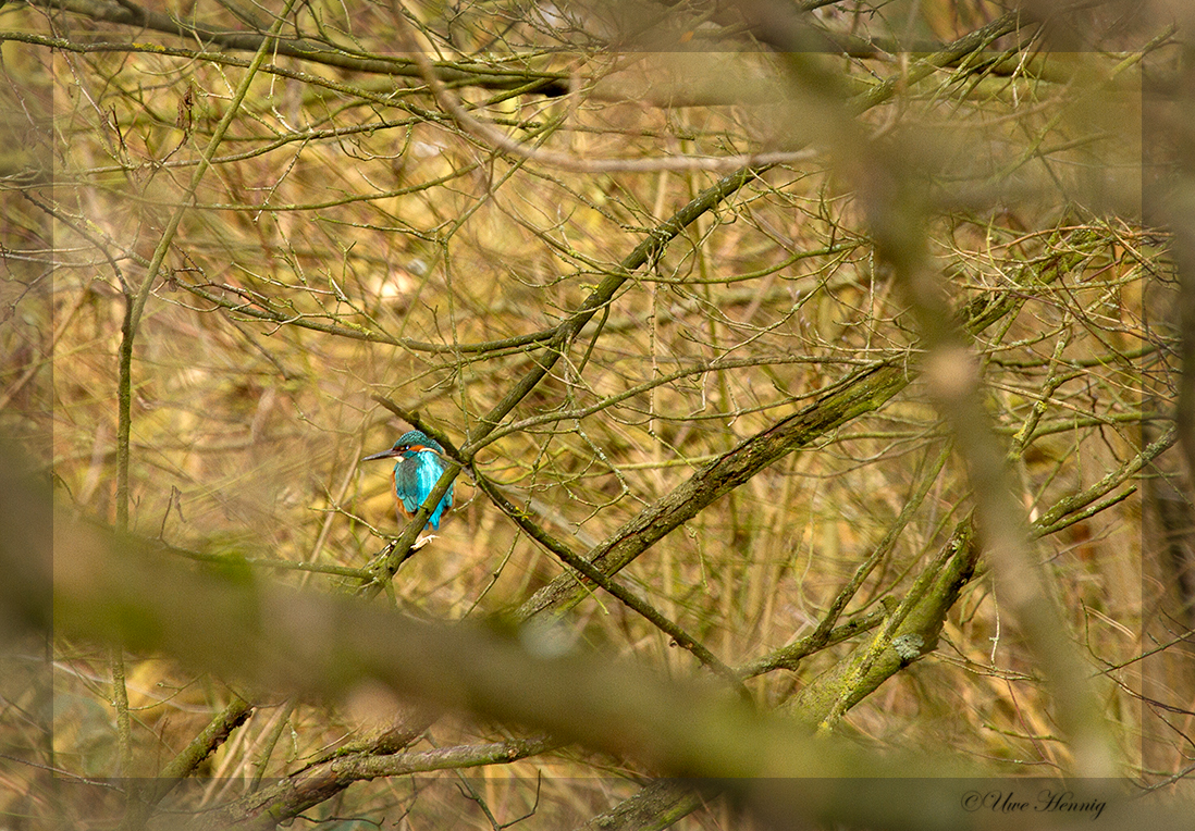 Eisvogel