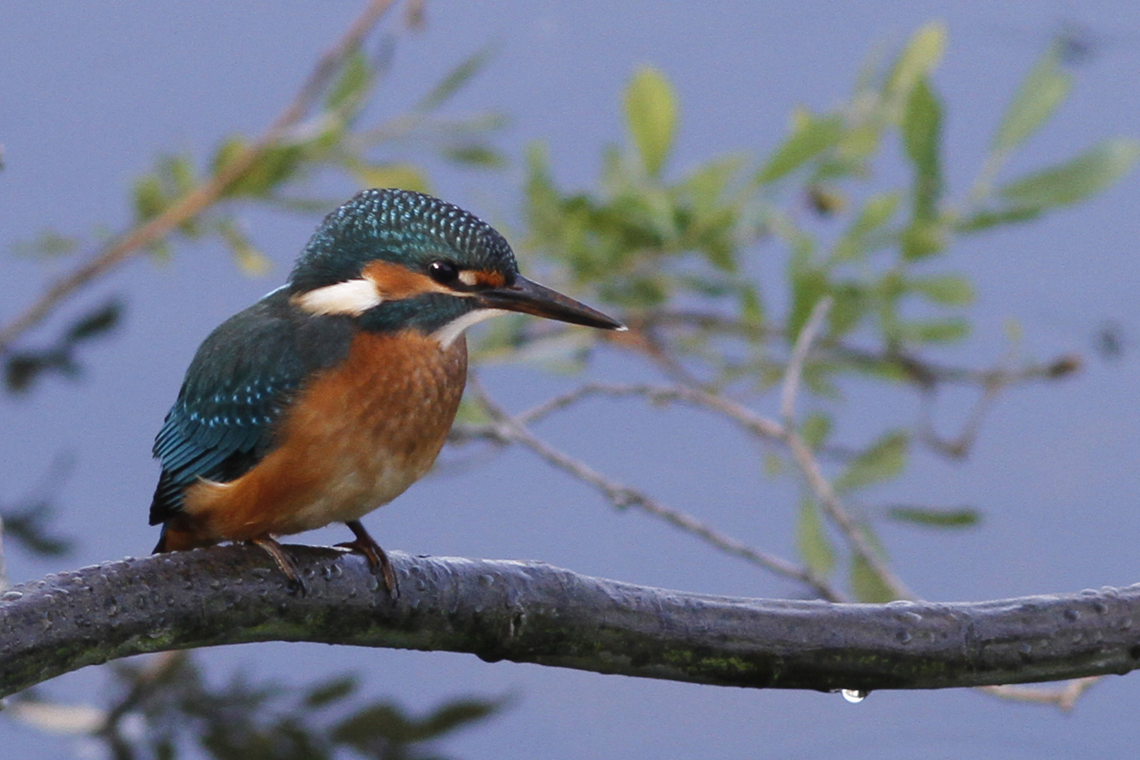 Eisvogel