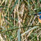 Eisvogel