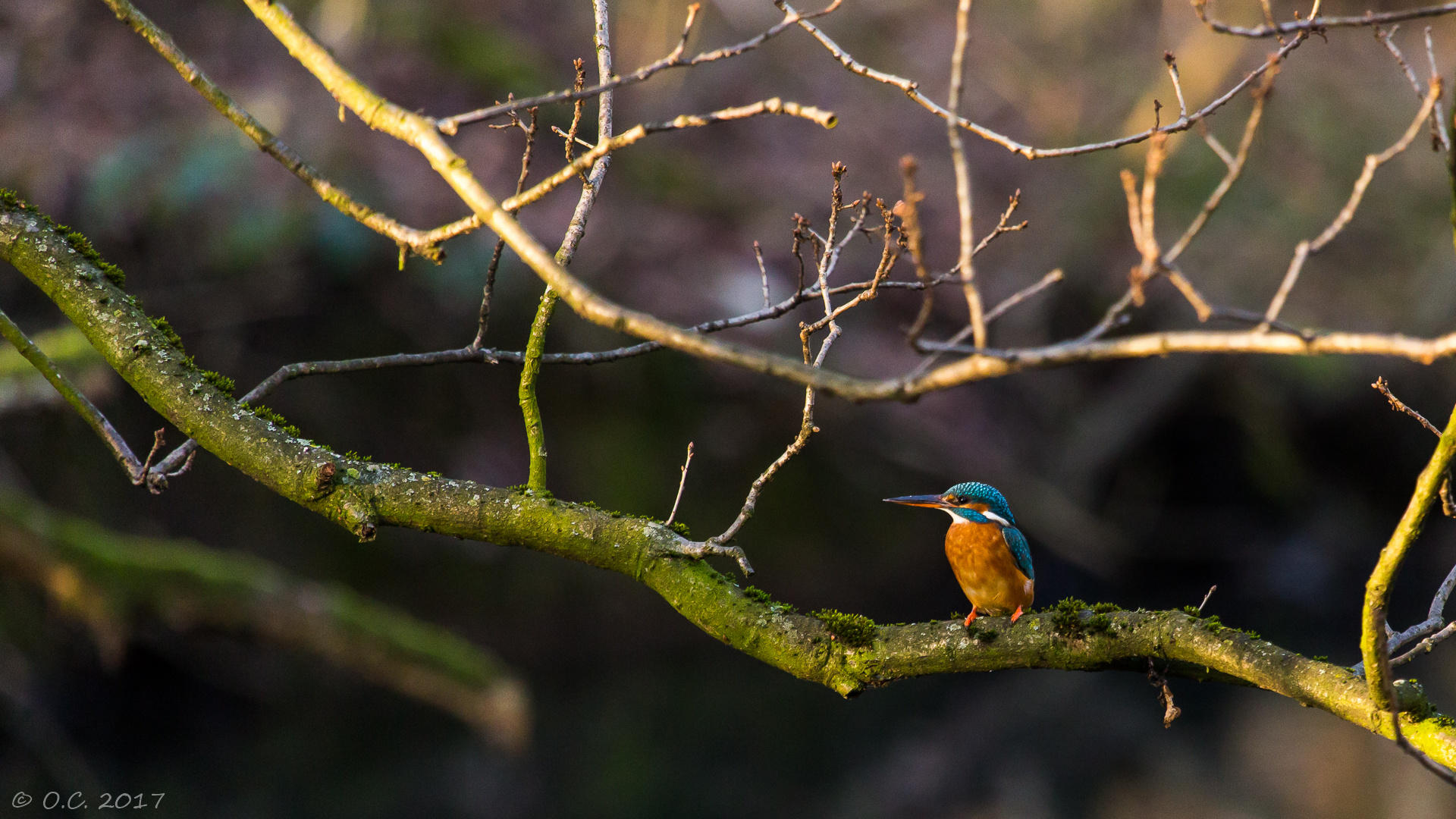 Eisvogel