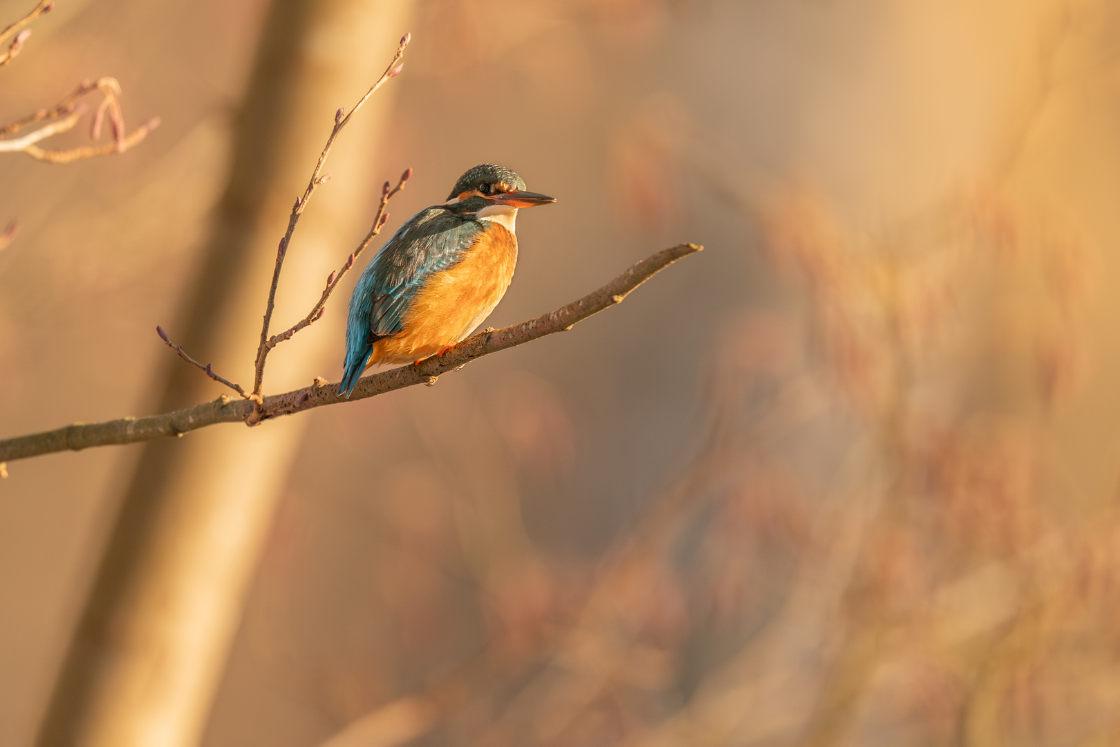 Eisvogel