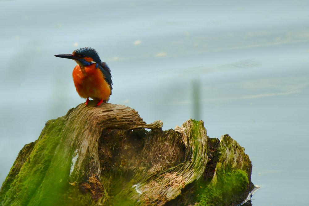 Eisvogel