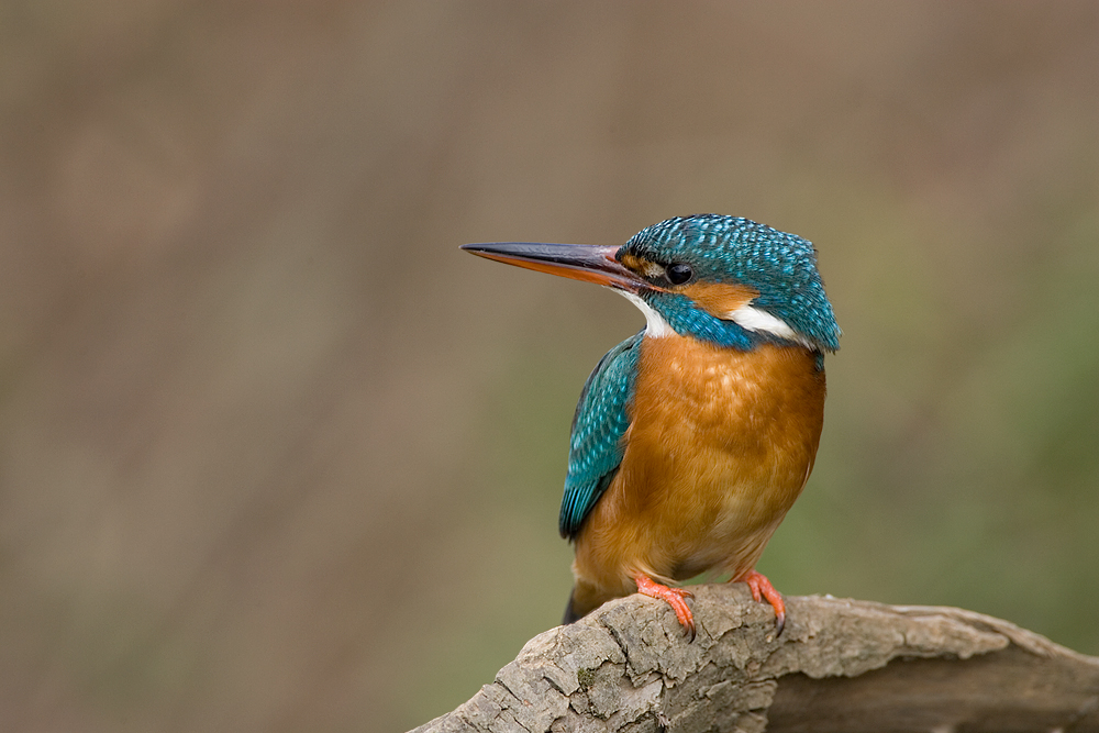 Eisvogel