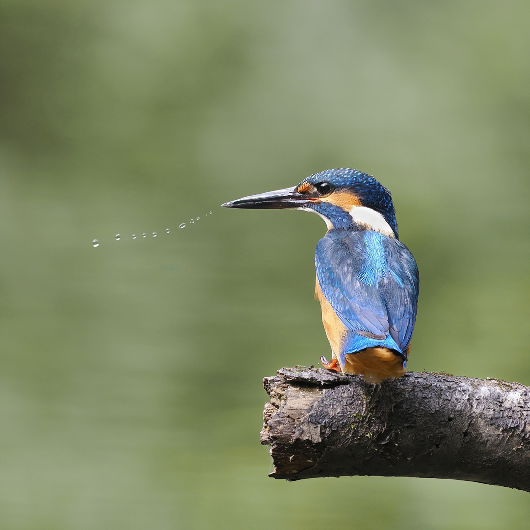 Eisvogel