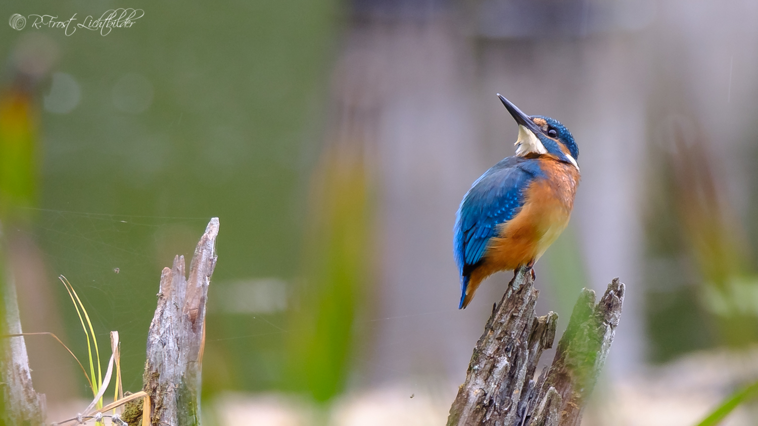 Eisvogel