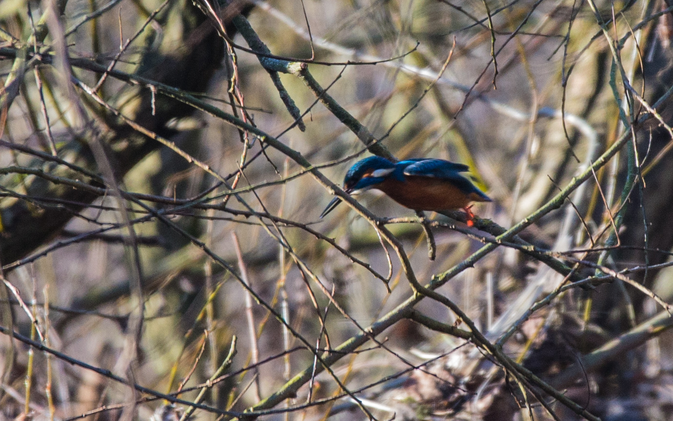 Eisvogel