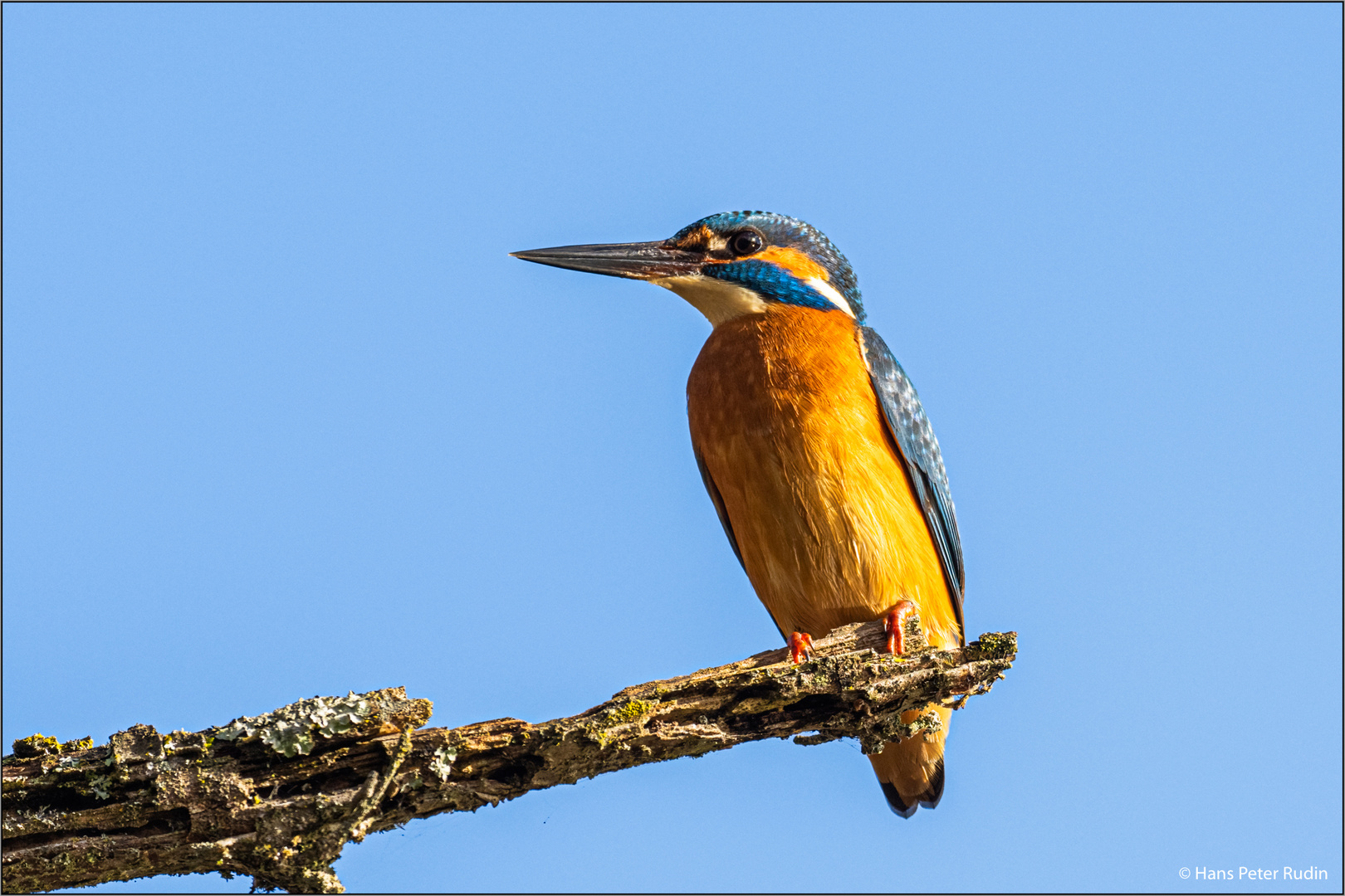 Eisvogel