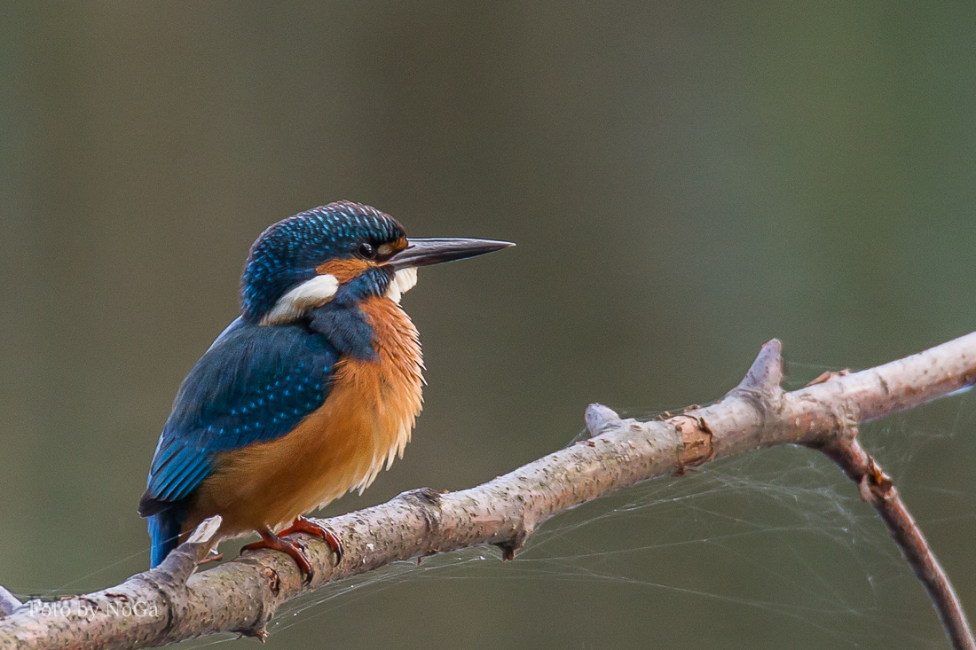 Eisvogel