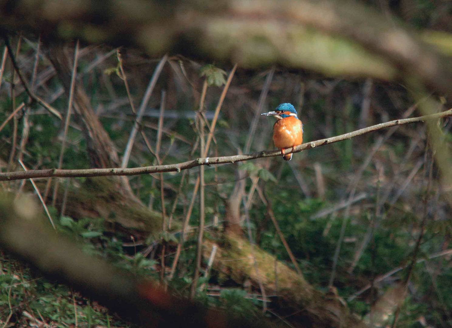 Eisvogel