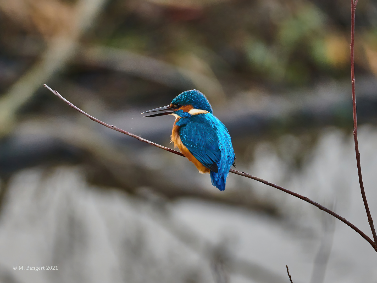 Eisvogel