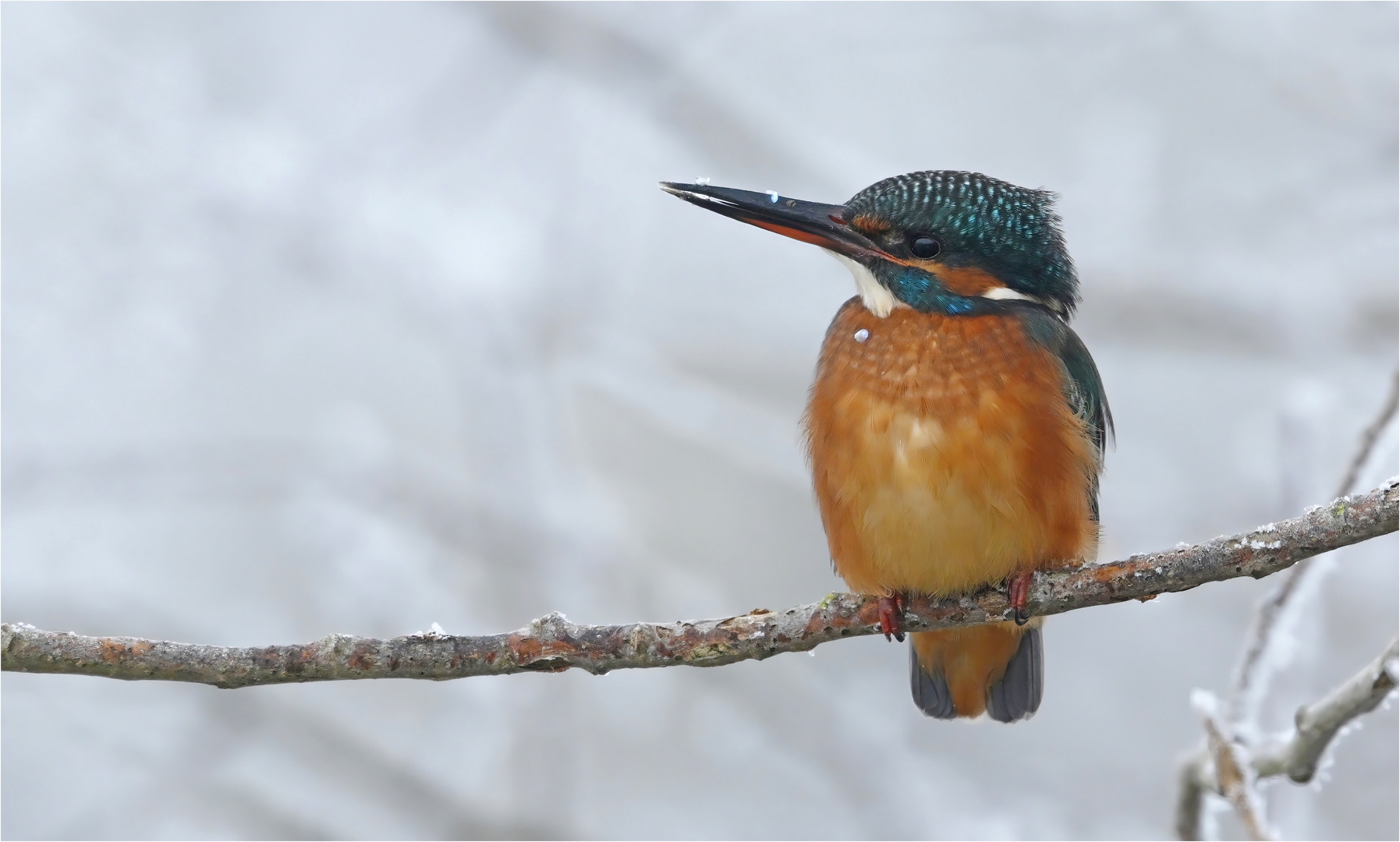 Eisvogel 