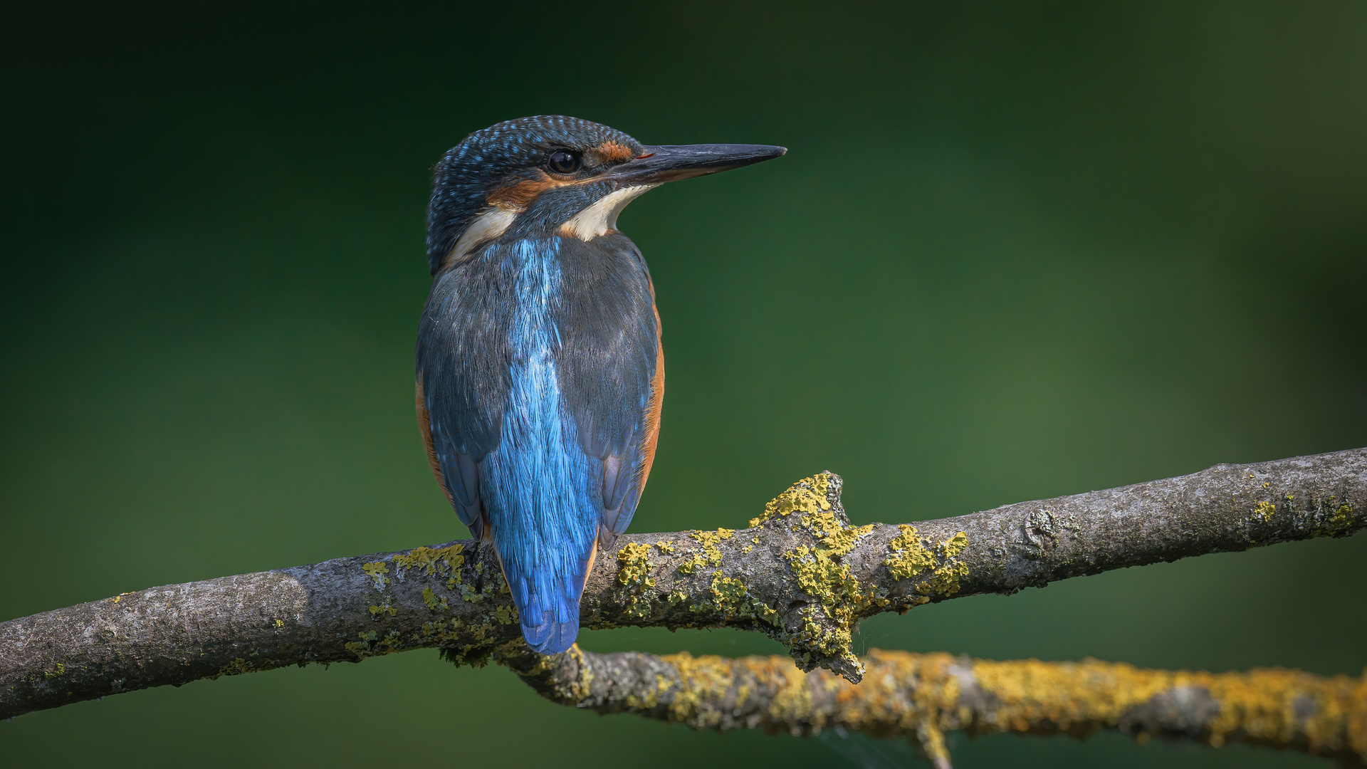 Eisvogel