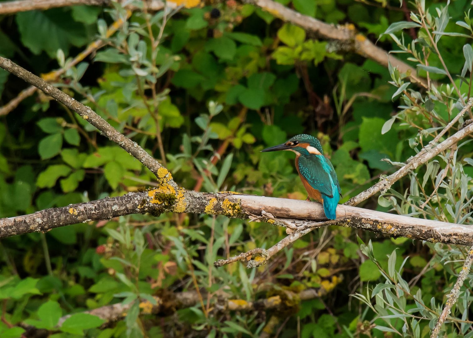 Eisvogel