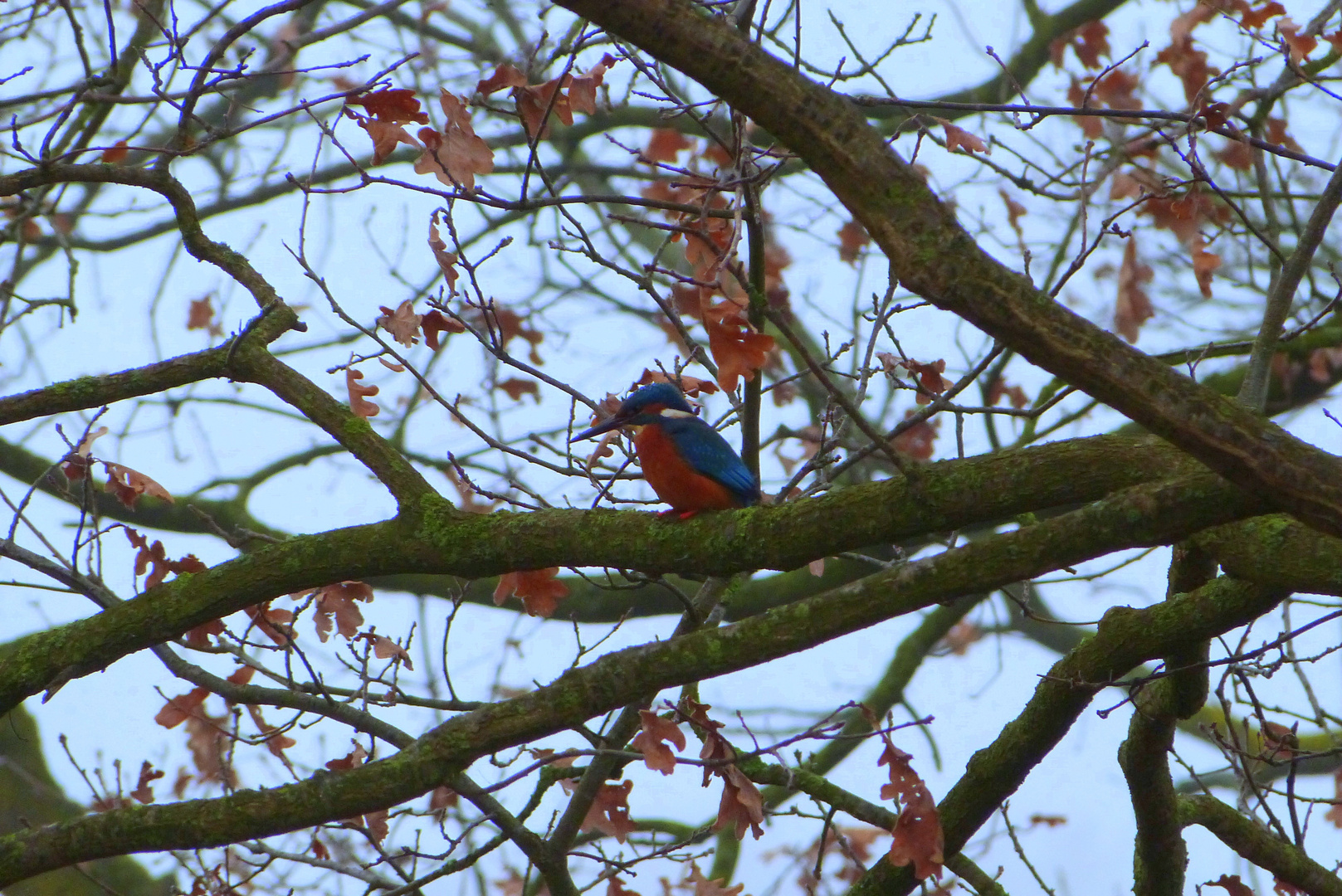 Eisvogel