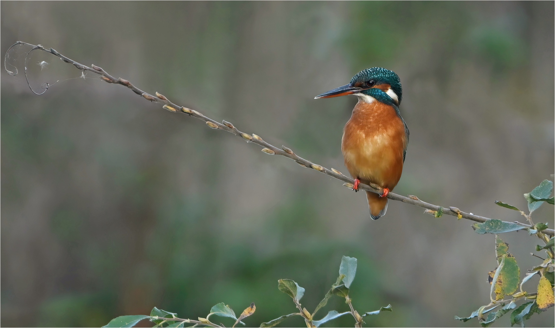 Eisvogel 