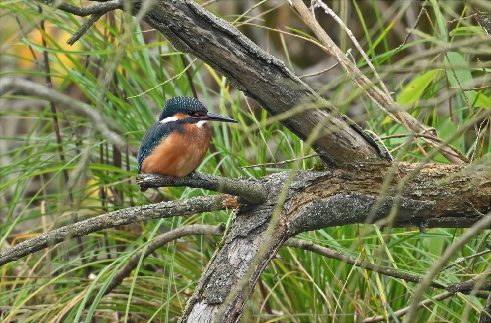 Eisvogel