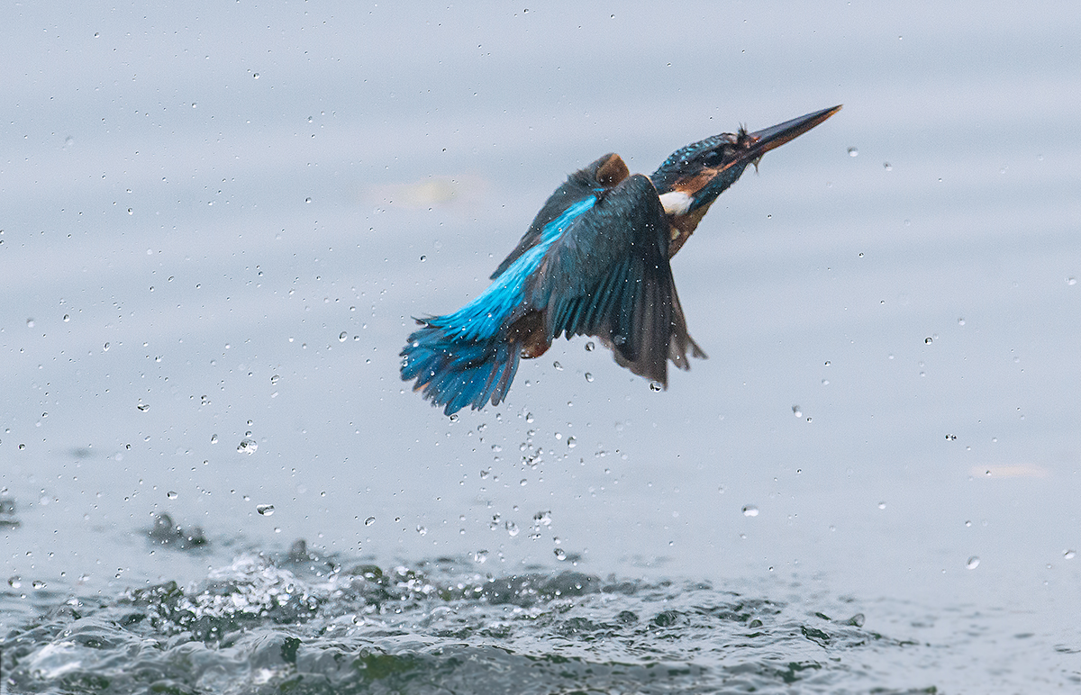 Eisvogel 