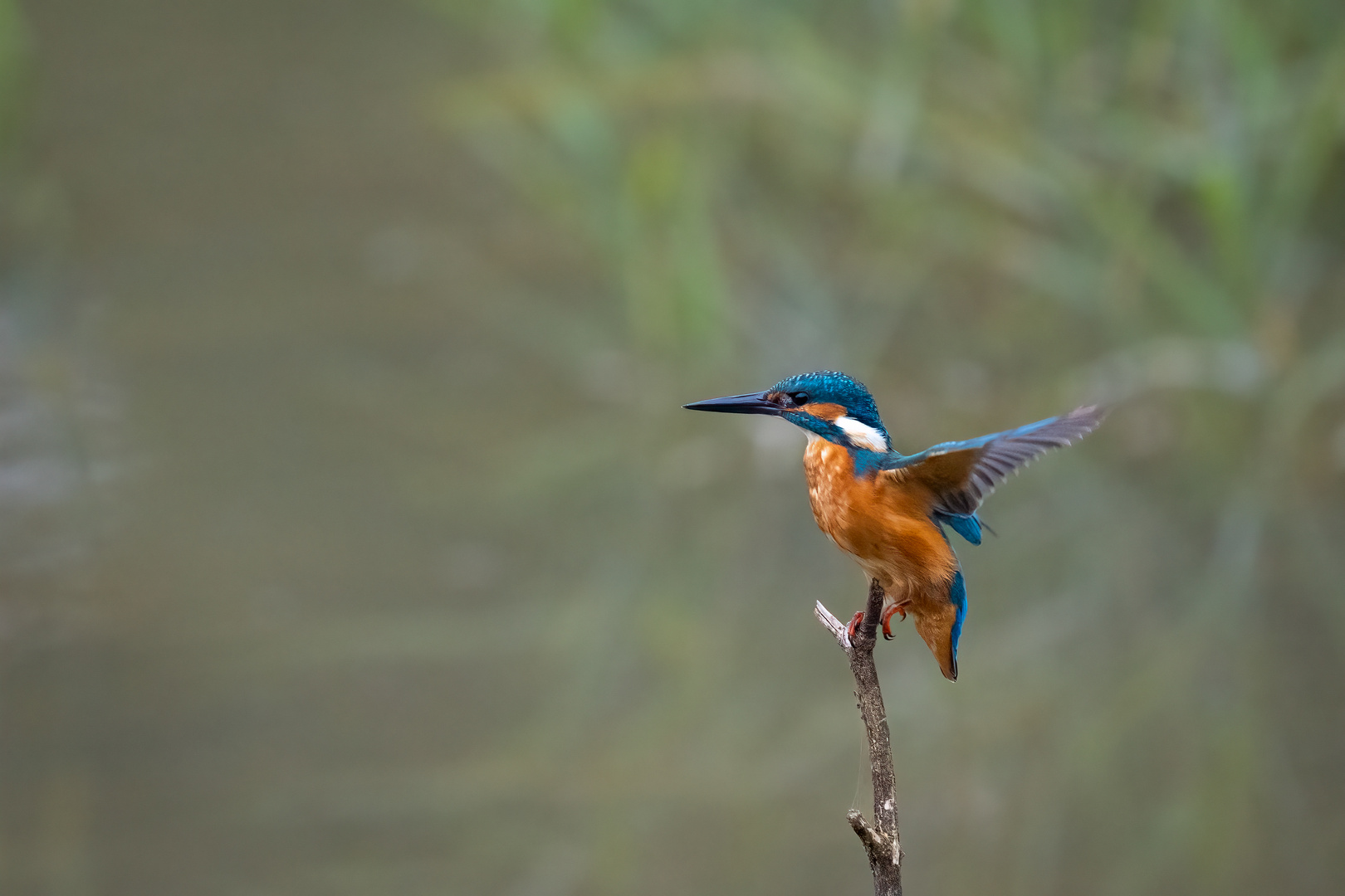 Eisvogel