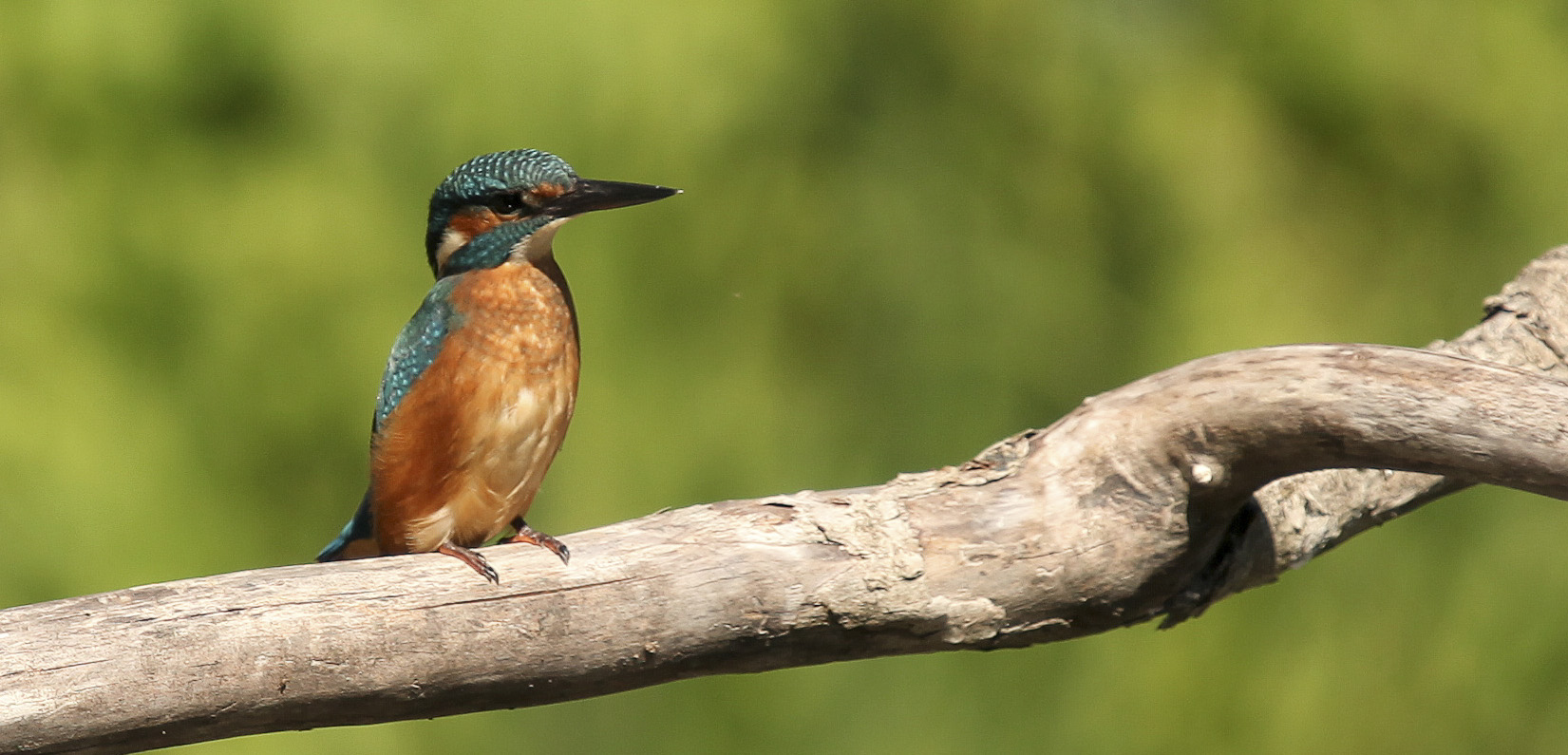 Eisvogel