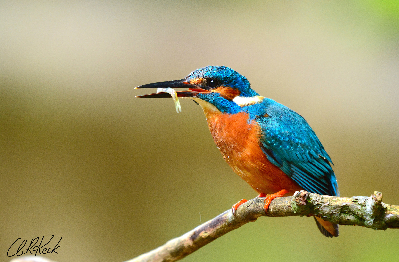 Eisvogel Foto Bild Tiere Wildlife Wild Lebende Vogel Bilder Auf Fotocommunity