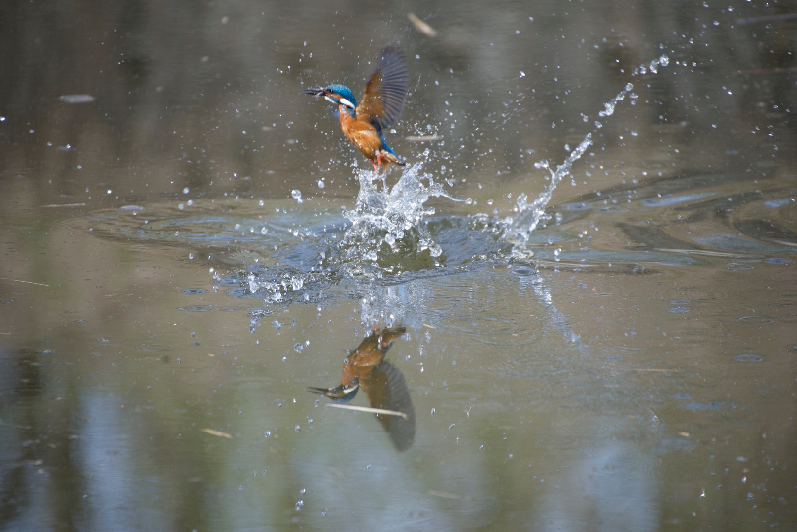 Eisvogel