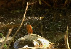 Eisvogel.