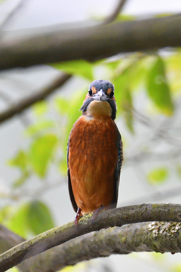 Eisvogel