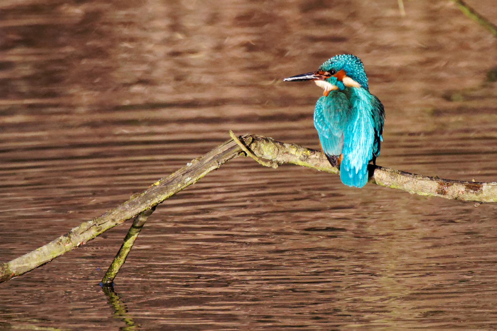 Eisvogel