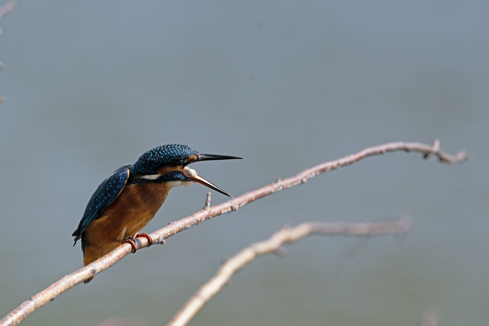 Eisvogel