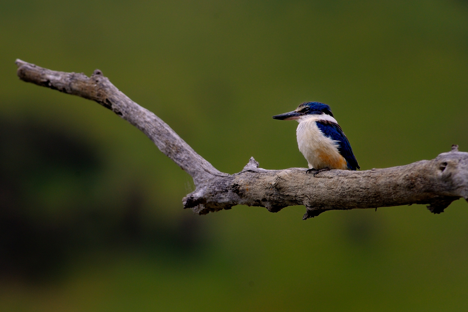 Eisvogel