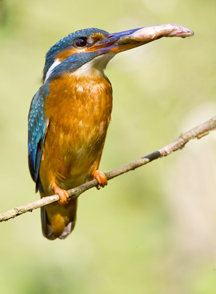 Eisvogel