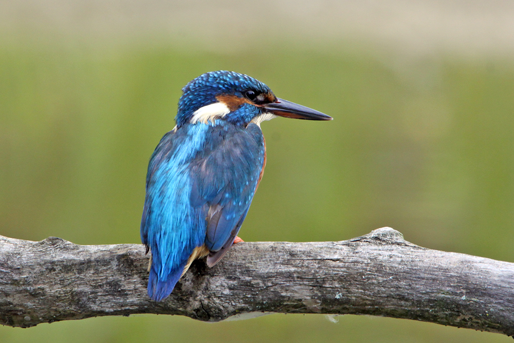 Eisvogel