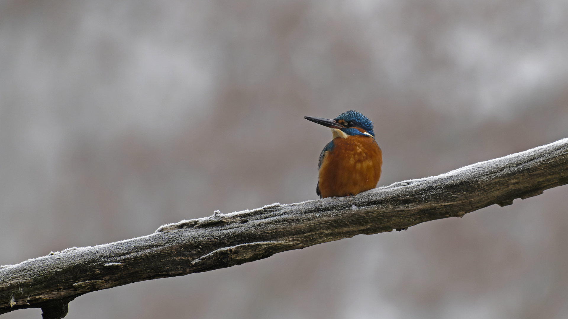 Eisvogel