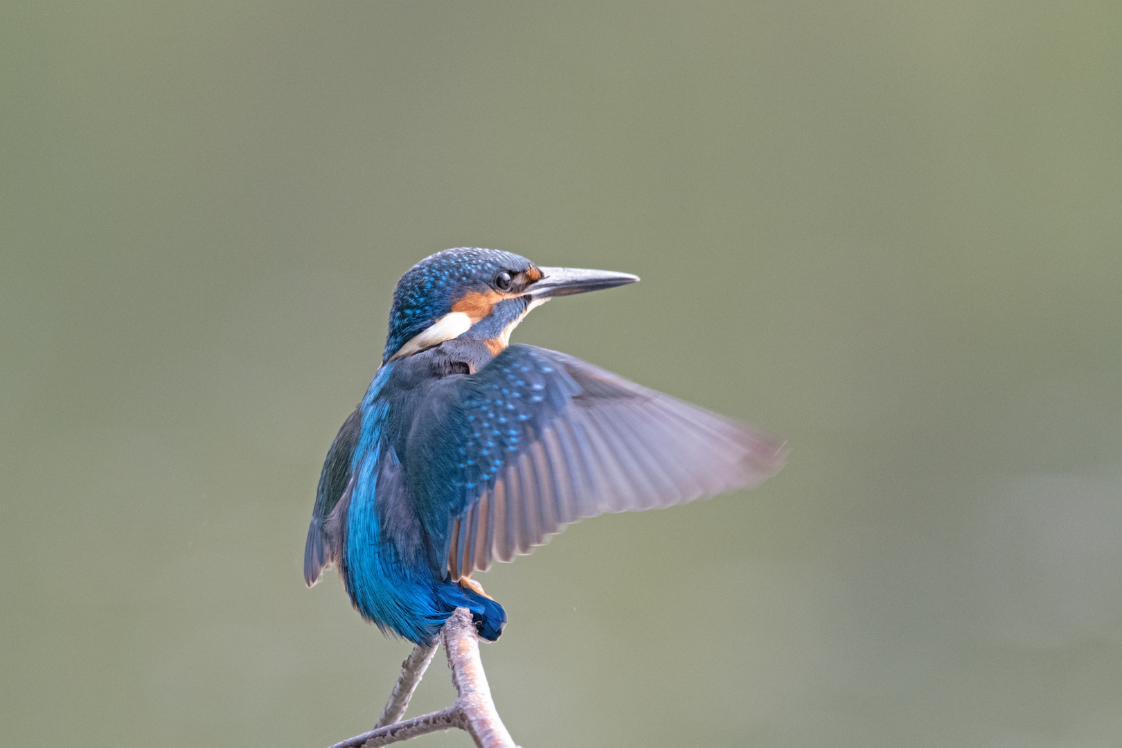 Eisvogel