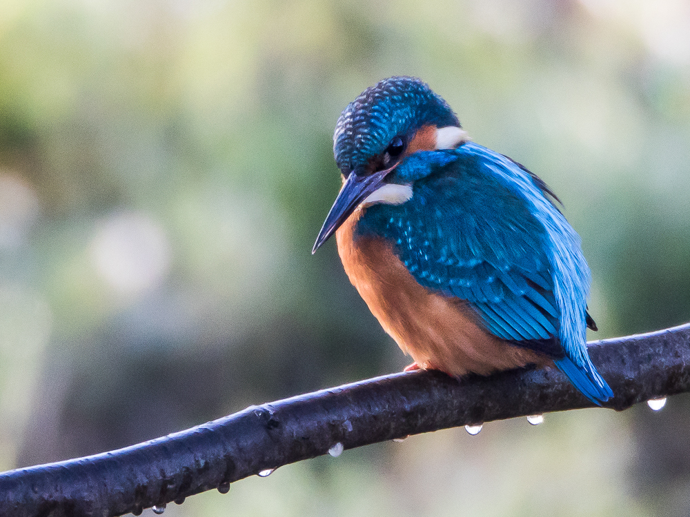 Eisvogel