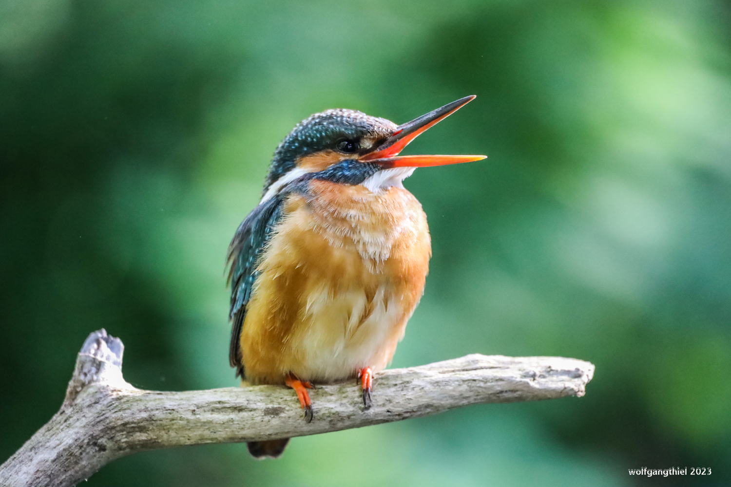 Eisvogel