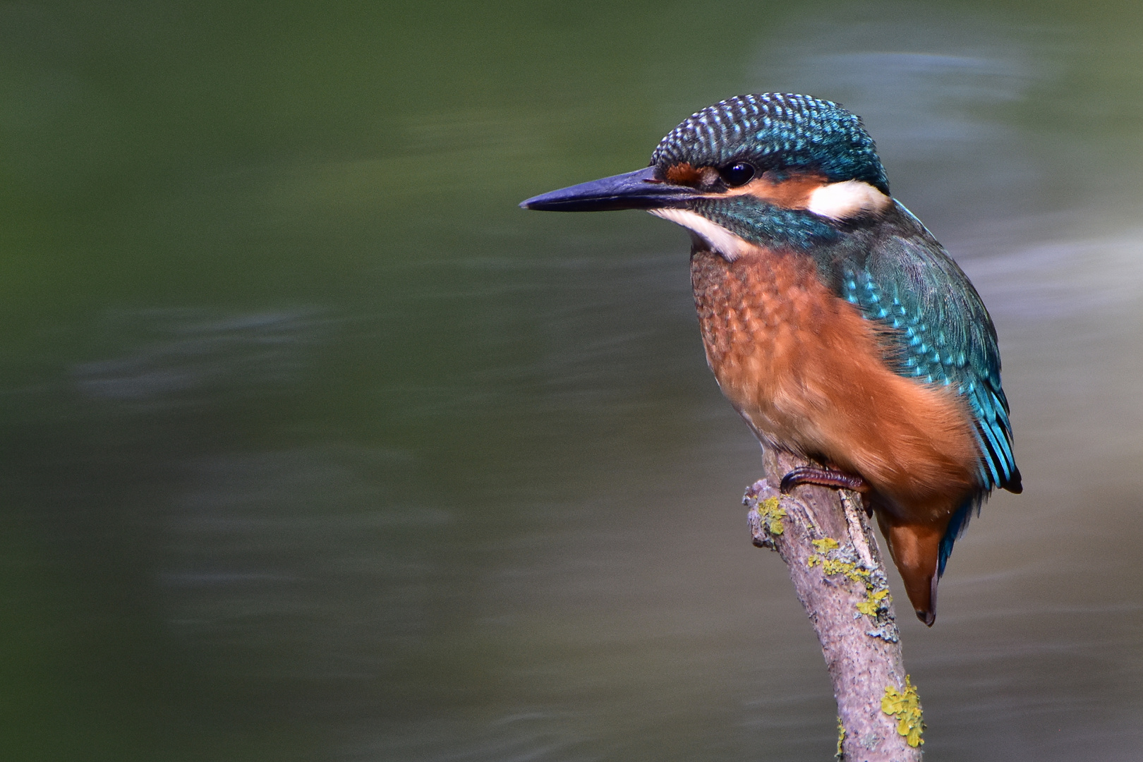 Eisvogel