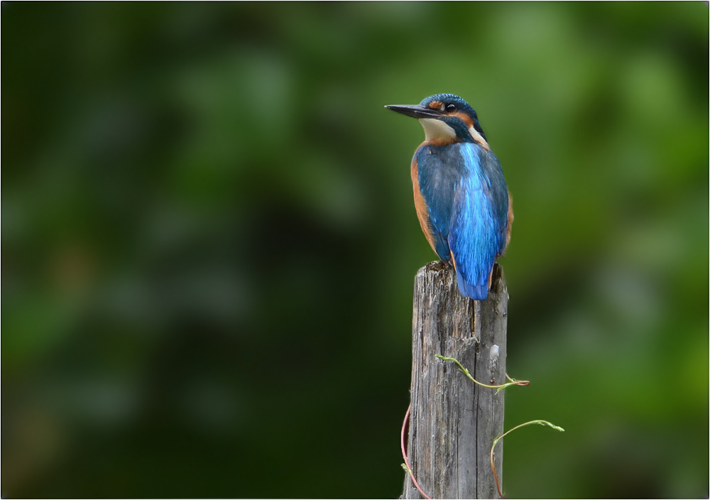 Eisvogel