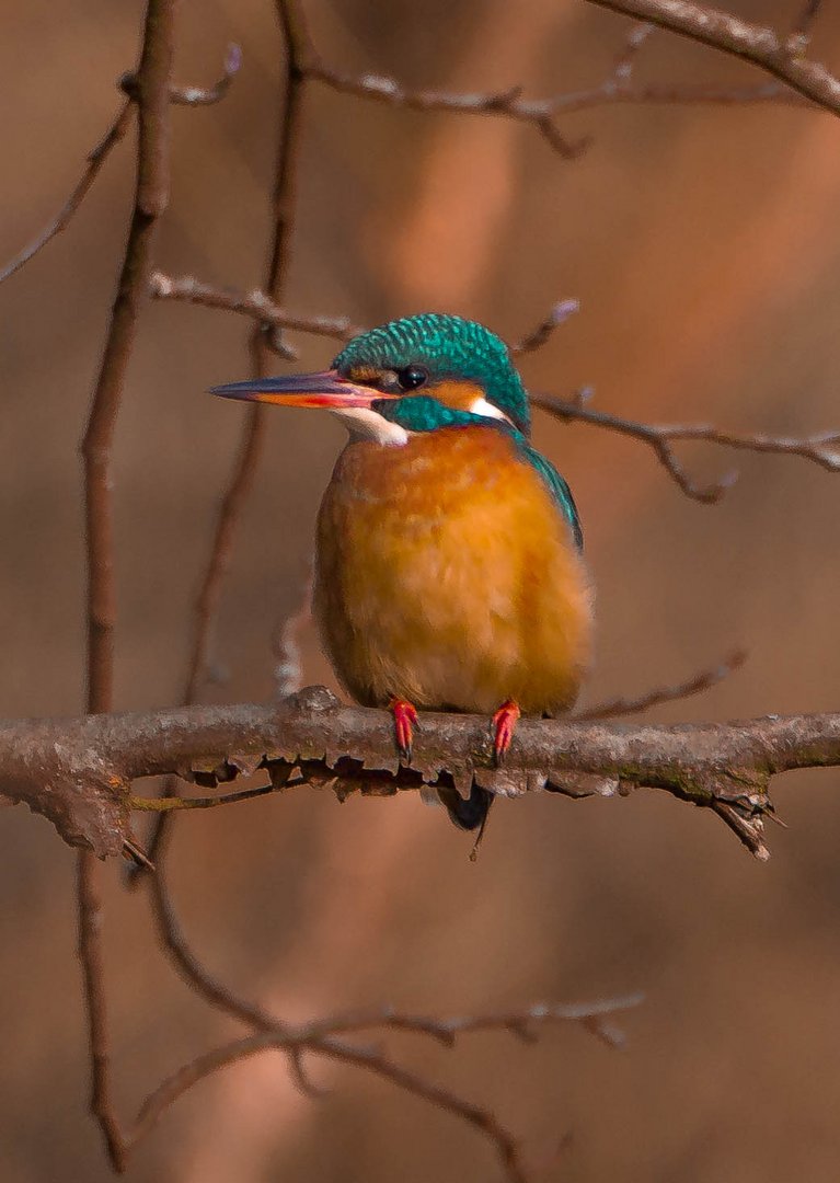 Eisvogel 