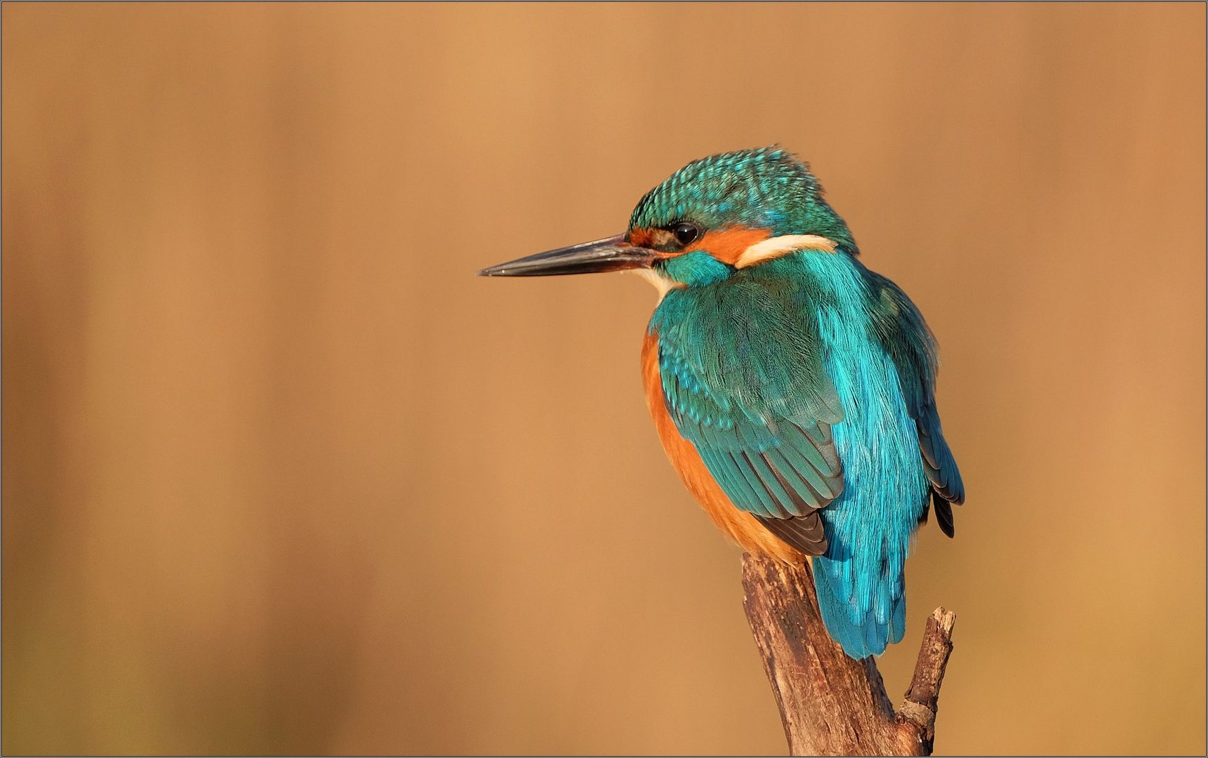 eisvogel