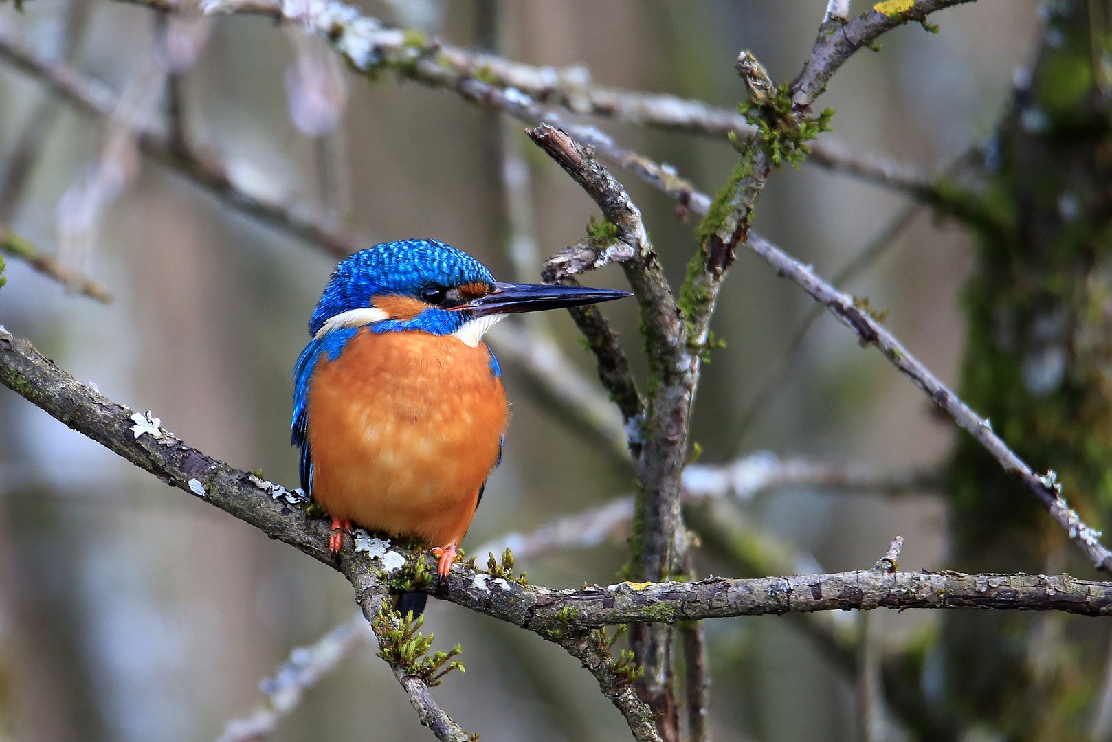 Eisvogel