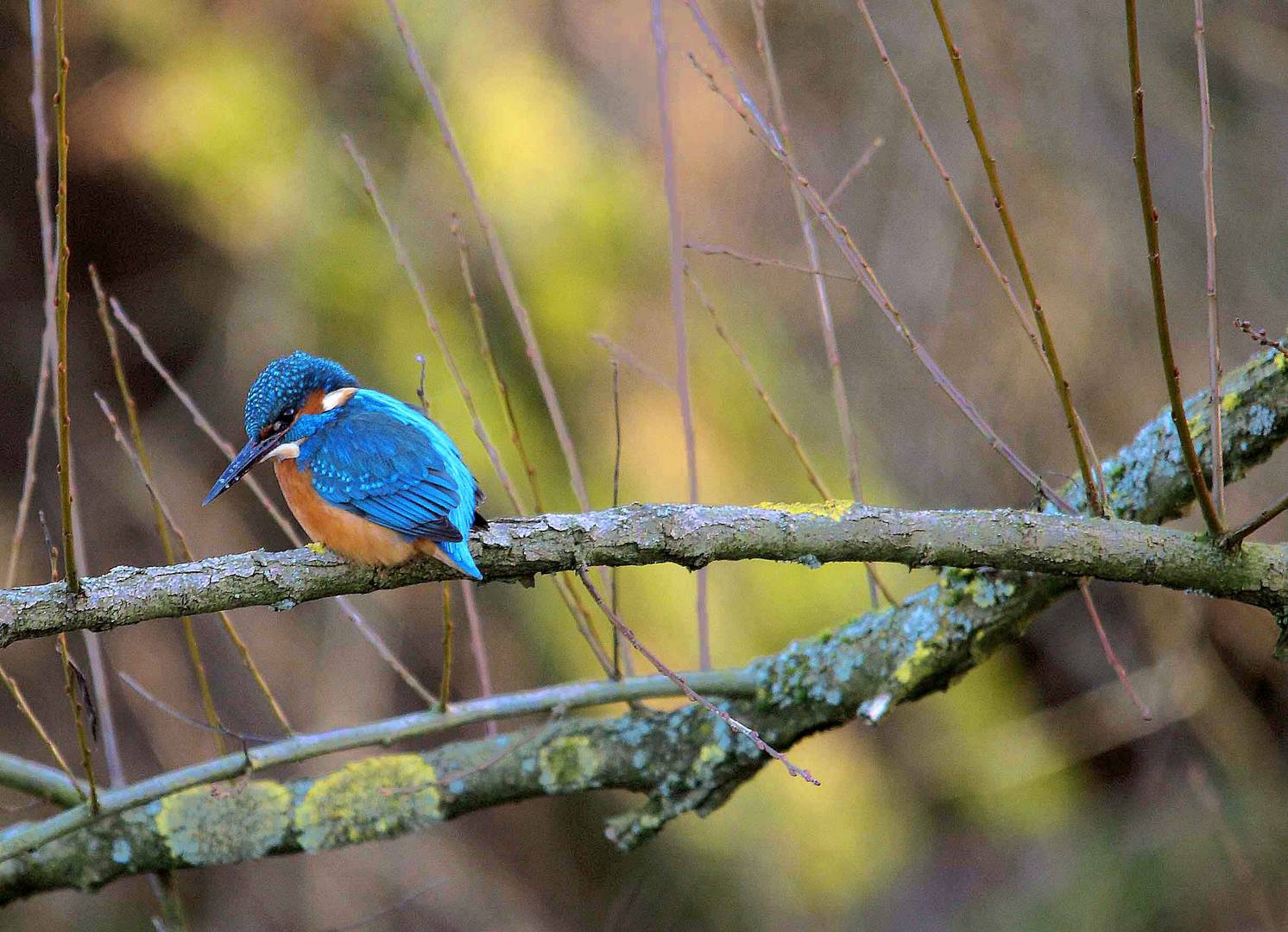 Eisvogel