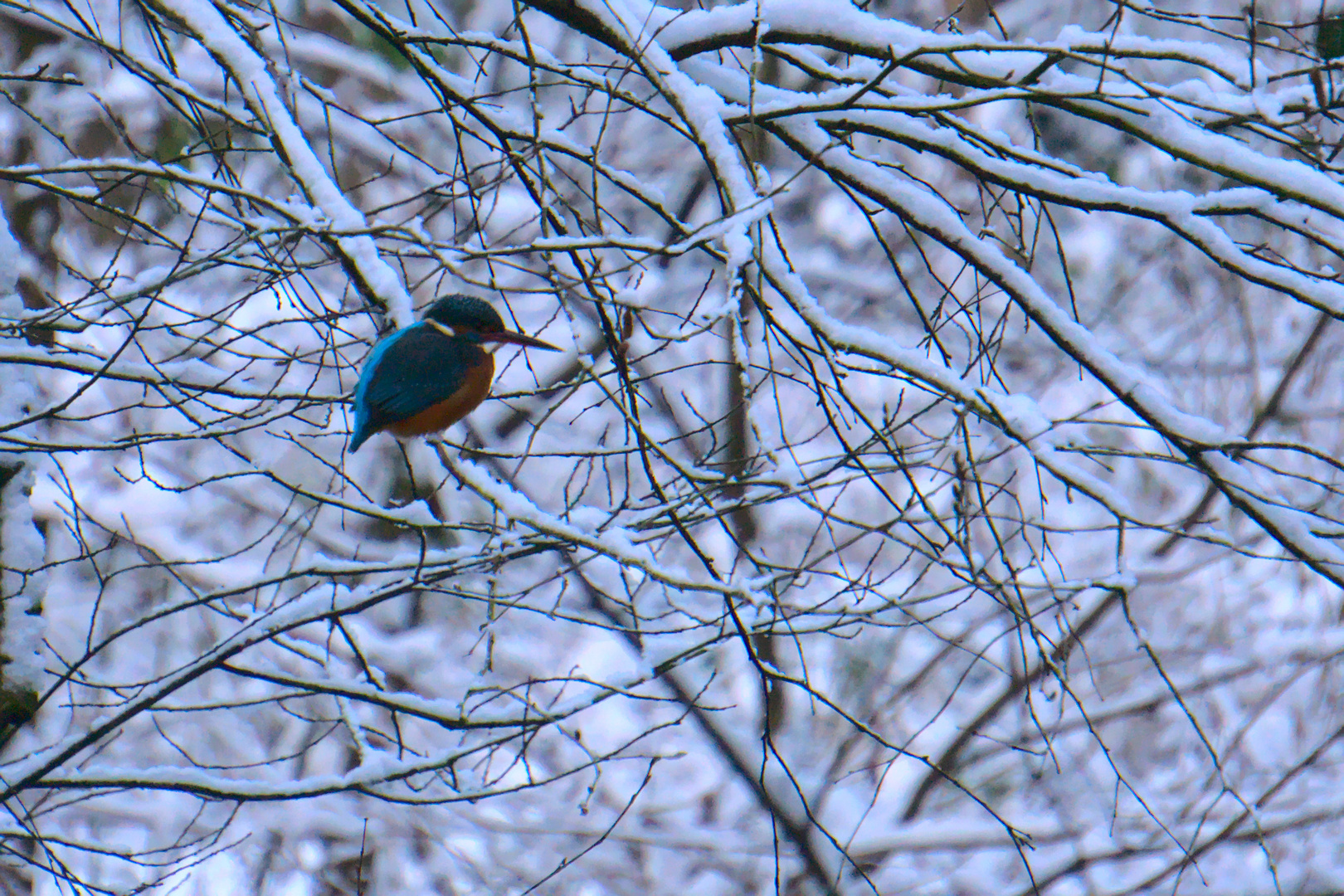 Eisvogel