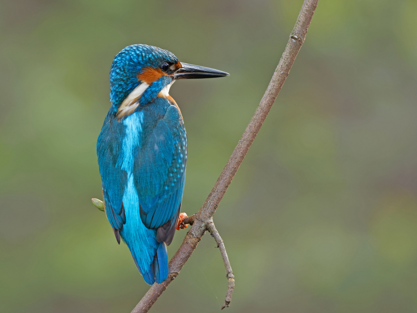 Eisvogel