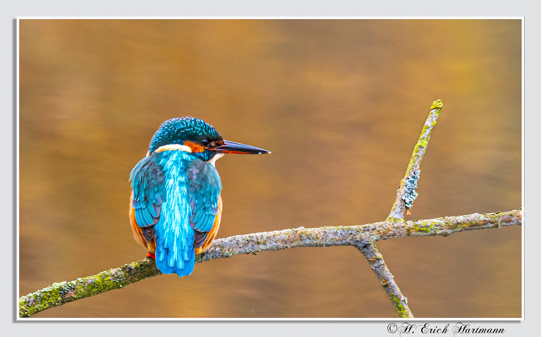 Eisvogel