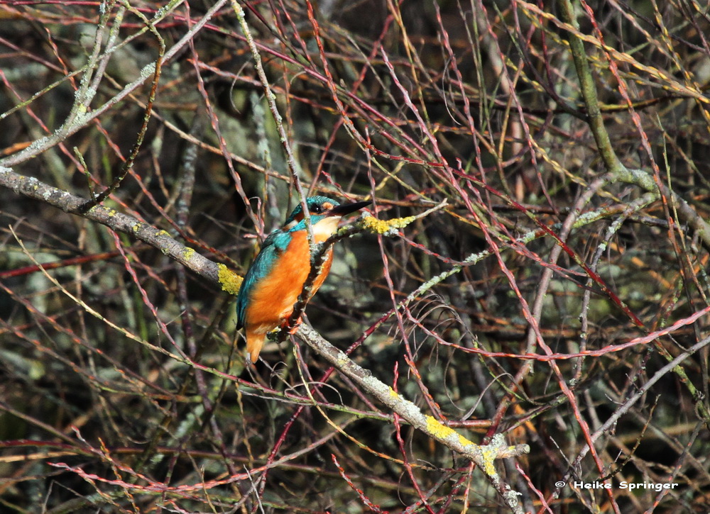 Eisvogel